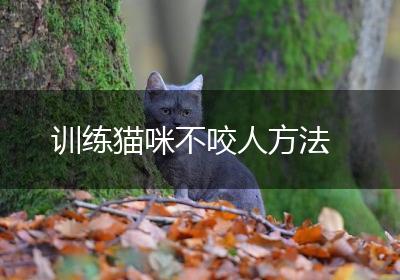训练猫咪不咬人方法