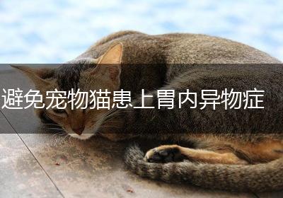 避免宠物猫患上胃内异物症