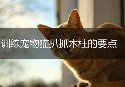 训练宠物猫扒抓木柱的要点
