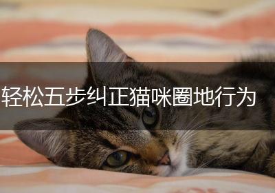 轻松五步纠正猫咪圈地行为
