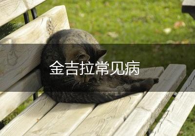 金吉拉常见病