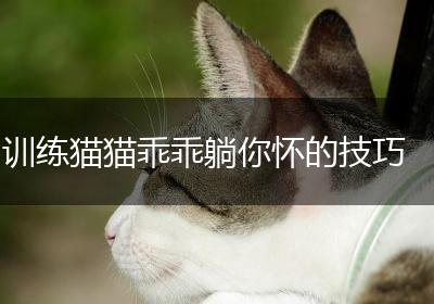 训练猫猫乖乖躺你怀的技巧