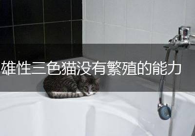雄性三色猫没有繁殖的能力