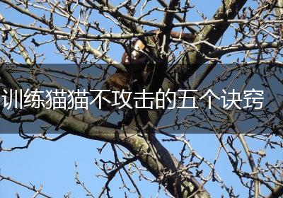 训练猫猫不攻击的五个诀窍