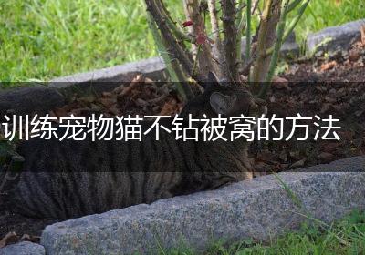 训练宠物猫不钻被窝的方法