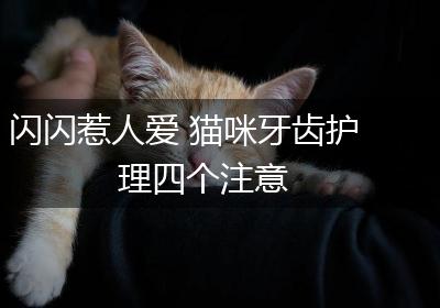 闪闪惹人爱 猫咪牙齿护理四个注意