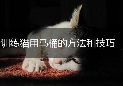 训练猫用马桶的方法和技巧