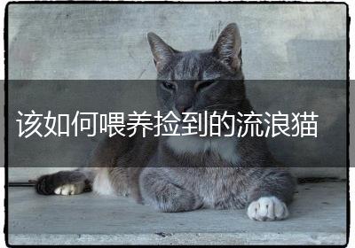 该如何喂养捡到的流浪猫