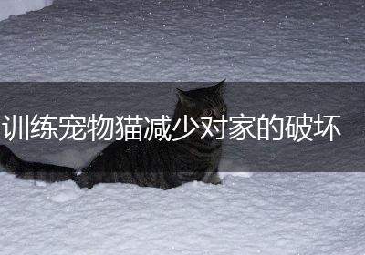 训练宠物猫减少对家的破坏
