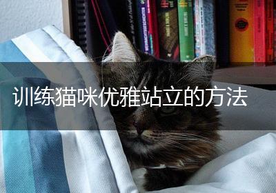 训练猫咪优雅站立的方法