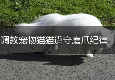 调教宠物猫猫遵守磨爪纪律