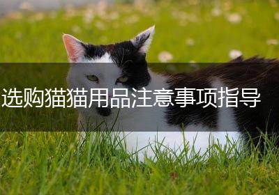 选购猫猫用品注意事项指导