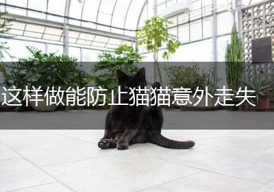 这样做能防止猫猫意外走失
