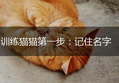 训练猫猫第一步：记住名字