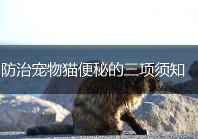 防治宠物猫便秘的三项须知