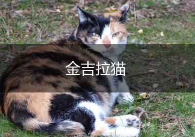 金吉拉猫