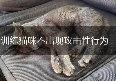 训练猫咪不出现攻击性行为
