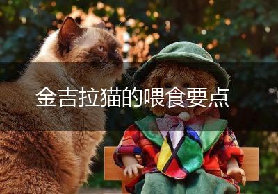 金吉拉猫的喂食要点