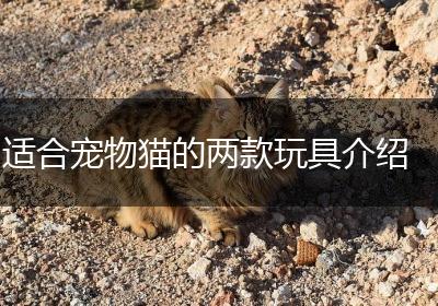 适合宠物猫的两款玩具介绍
