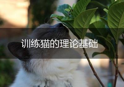 训练猫的理论基础