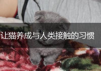 让猫养成与人类接触的习惯