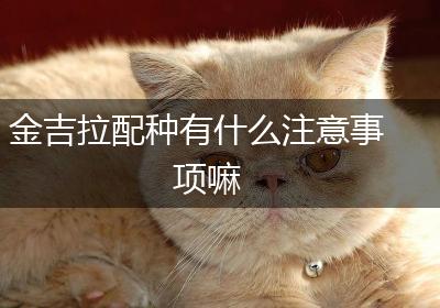 金吉拉配种有什么注意事项嘛
