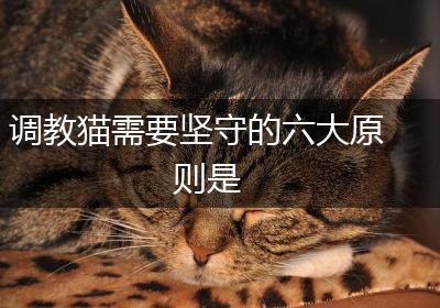调教猫需要坚守的六大原则是