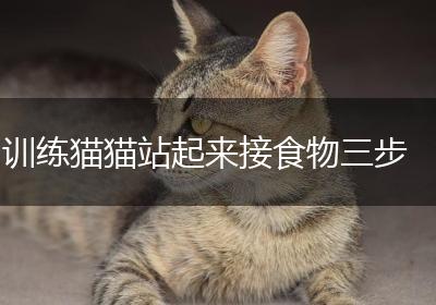 训练猫猫站起来接食物三步