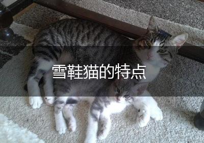 雪鞋猫的特点