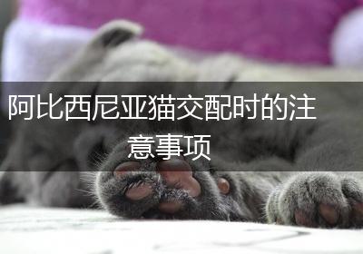 阿比西尼亚猫交配时的注意事项