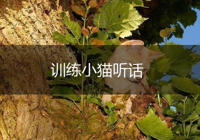 训练小猫听话