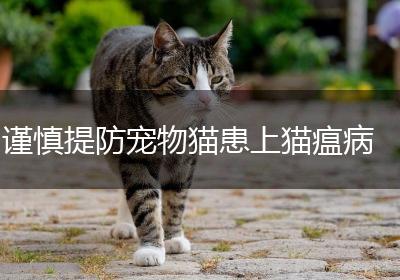 谨慎提防宠物猫患上猫瘟病