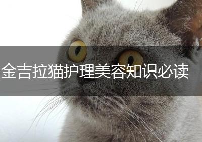 金吉拉猫护理美容知识必读