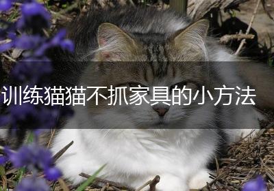 训练猫猫不抓家具的小方法