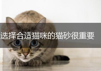选择合适猫咪的猫砂很重要