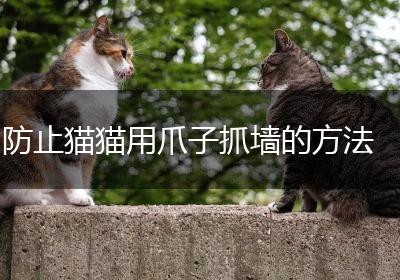 防止猫猫用爪子抓墙的方法