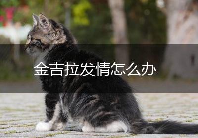 金吉拉发情怎么办