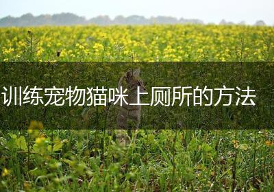训练宠物猫咪上厕所的方法