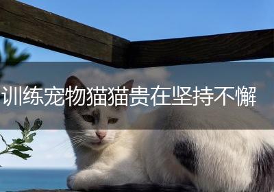 训练宠物猫猫贵在坚持不懈