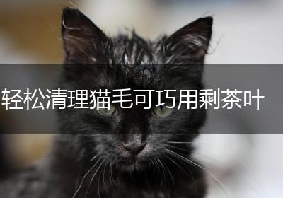 轻松清理猫毛可巧用剩茶叶