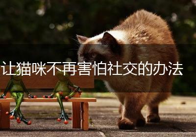 让猫咪不再害怕社交的办法