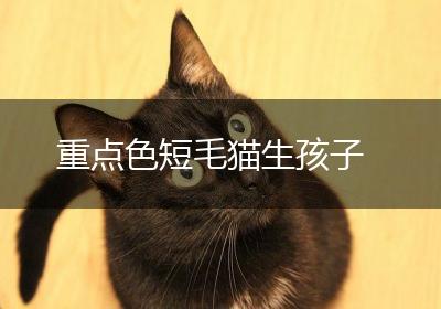 重点色短毛猫生孩子