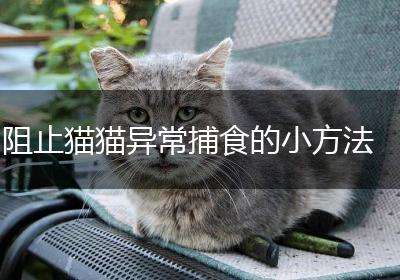 阻止猫猫异常捕食的小方法