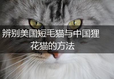辨别美国短毛猫与中国狸花猫的方法