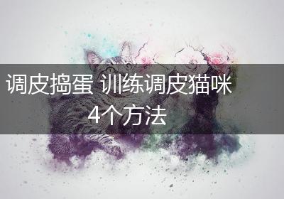 调皮捣蛋 训练调皮猫咪4个方法