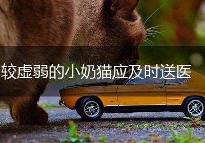 较虚弱的小奶猫应及时送医