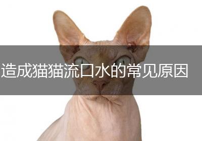 造成猫猫流口水的常见原因