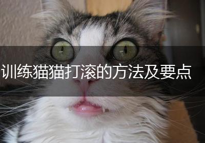 训练猫猫打滚的方法及要点