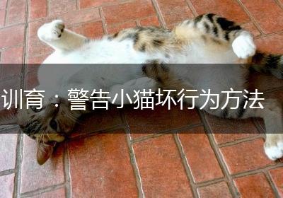 训育：警告小猫坏行为方法