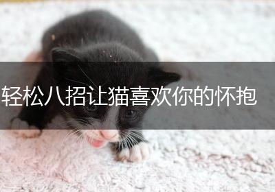 轻松八招让猫喜欢你的怀抱
